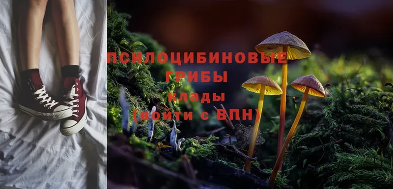 площадка телеграм  Льгов  Галлюциногенные грибы Psilocybe 